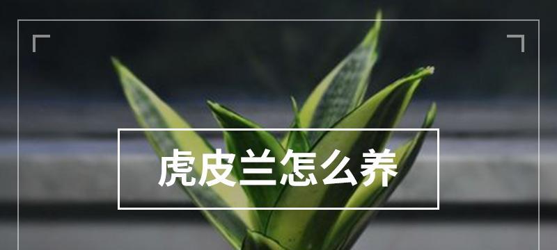 虎皮兰养护指南（打造茂盛的虎皮兰之路）