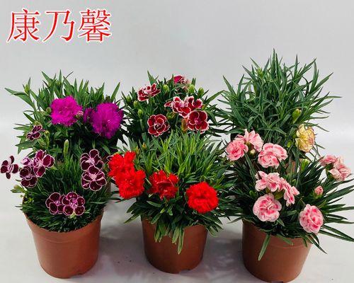 康乃馨花的养护秘籍（打造美丽花园的必备技能）