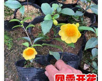 金花茶的生长周期与开花时间（种植时间、土壤条件、气候环境对金花茶的影响）