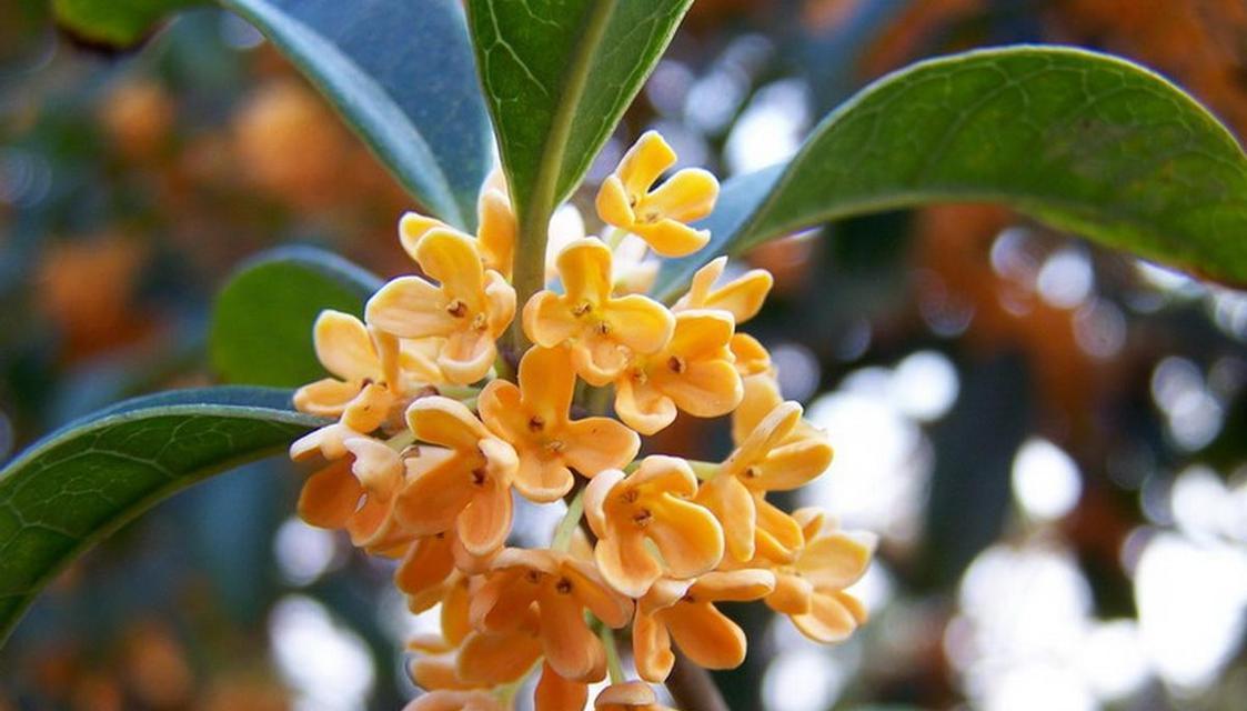 桂花之王——银桂花，珍贵香气满溢（揭开世上最名贵、最香的桂花树的神秘面纱）