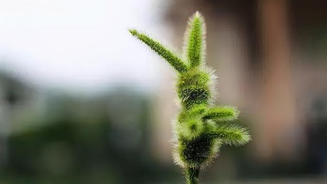 狗尾巴草的寓意与人生启示（探寻狗尾巴草的种种神奇，领悟生命的真谛）