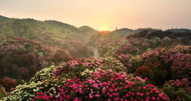 杜鹃花的花期与观赏技巧（探究杜鹃花的盛放时间和欣赏之道）