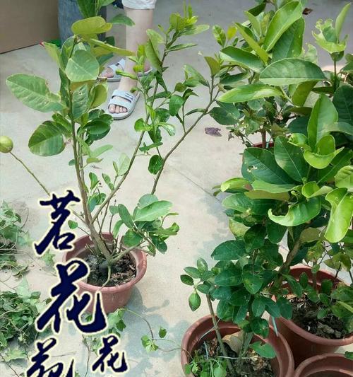 种植优质柠檬苗，畅享清新果香（掌握科学栽培方法，打造滋味十足的柠檬果园）