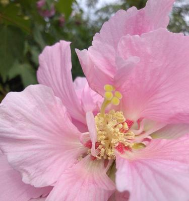 芙蓉花的美丽之旅（探秘芙蓉花的色彩与魅力）