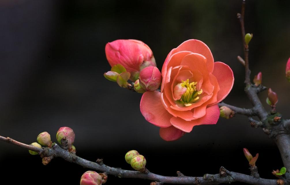 海棠花养殖常见病害防治（多年生常青小灌木常遇六种病害；病害防治关键）