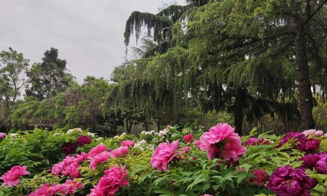 花开繁华时——牡丹开花季节剖析（赏花期限、观赏地点、品种特色及养护方法一网打尽）