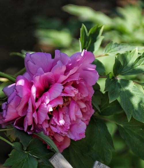 花开繁华时——牡丹开花季节剖析（赏花期限、观赏地点、品种特色及养护方法一网打尽）