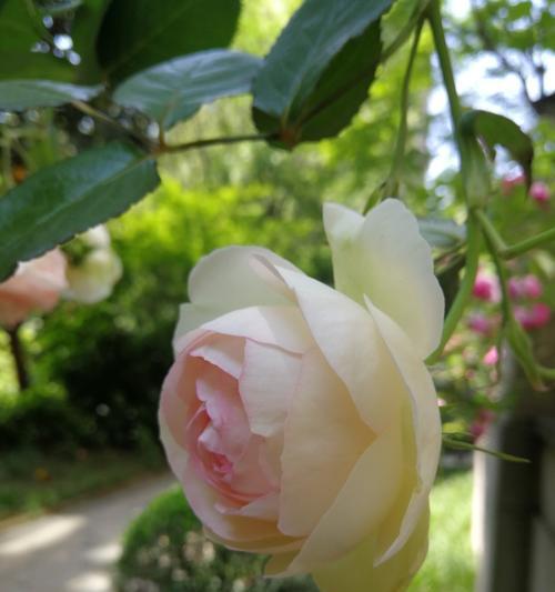 月季花的开花季节与特点（探讨月季花的花期、花色和花型）