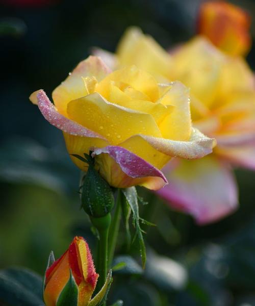 月季花的开花季节与特点（探讨月季花的花期、花色和花型）