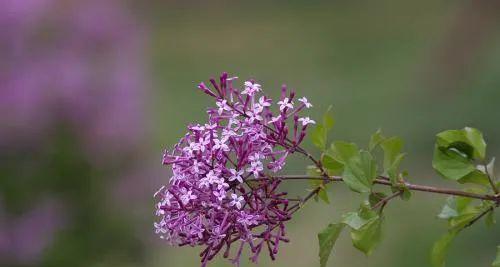 丁香花语，让感情更加甜蜜（探寻丁香花的神秘魅力）