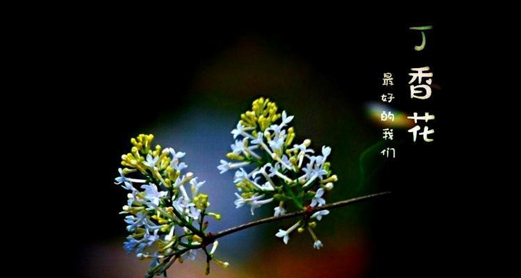 丁香花语，让感情更加甜蜜（探寻丁香花的神秘魅力）