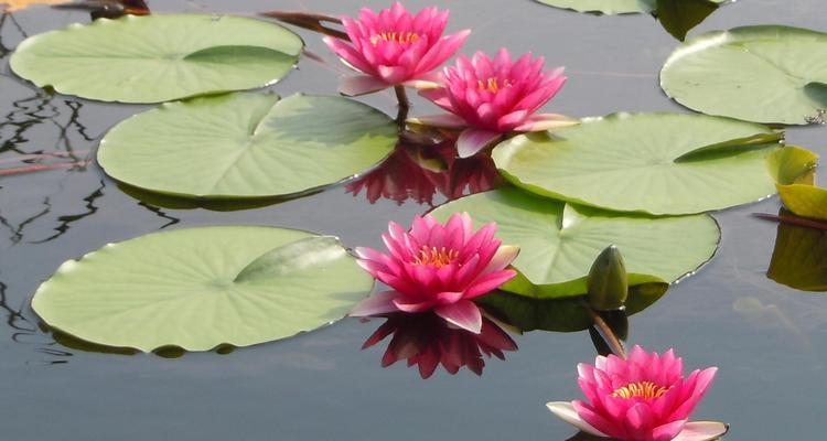 花开水面，不同色彩的睡莲所传递的不同情感（睡莲的花语与寓意）