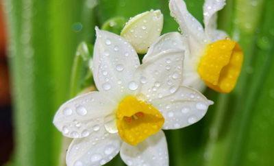 纯白水仙花的花语（揭示水仙花的吉祥寓意，惊艳花坛的清新美态）