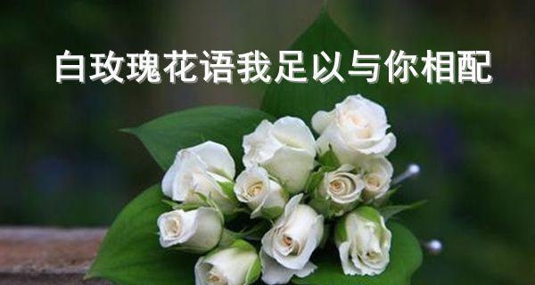 探秘玫瑰的花语（玫瑰传递的情感与信息）