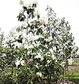 深山含笑花语（探秘深山里的花卉王国）