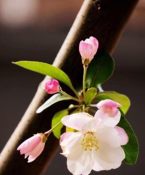 赏海棠花，感动花开（揭秘海棠花花语及其寓意）