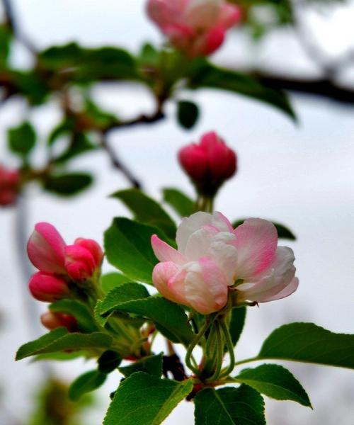 赏海棠花，感动花开（揭秘海棠花花语及其寓意）