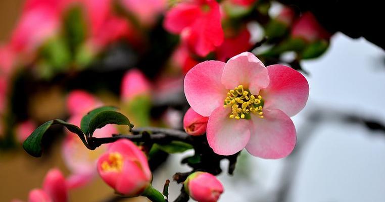 赏海棠花，感动花开（揭秘海棠花花语及其寓意）