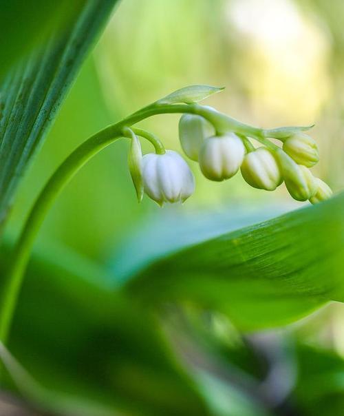 铃兰花语寓意与象征（探秘铃兰花意蕴，读懂生命力与爱情）