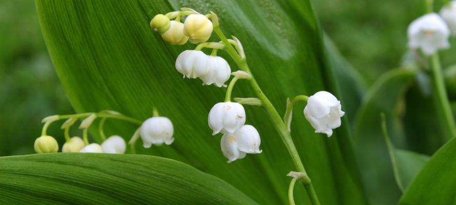 铃兰花语寓意与象征（探秘铃兰花意蕴，读懂生命力与爱情）