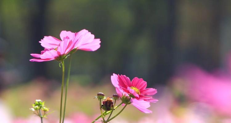 格桑花花语的深刻内涵（探究格桑花所代表的意义，领悟生命的美丽）