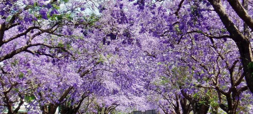 蓝花楹的花语解读（探寻蓝花楹的情感象征与文化内涵）