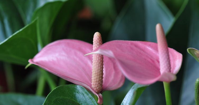 火鹤花——富贵草之王（花开富贵，人生大旺；火鹤花的美丽与象征意义）