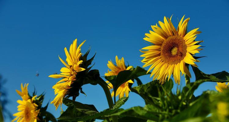 向日葵，阳光的见证者（花语与寓意）