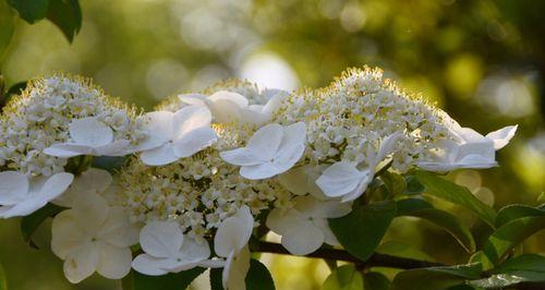 揭秘琼花花语（探究琼花的内涵与传承）