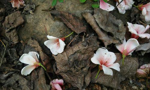 情窦初开，盛开的油桐花（探寻油桐花的花语和文化内涵）