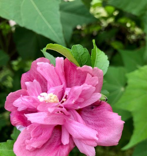 木槿花的花语与象征（探寻木槿花的美丽内涵）