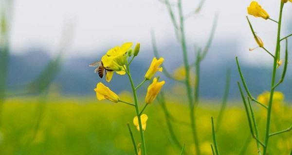 油菜花的花语和寓意（揭开油菜花背后深厚的文化内涵）