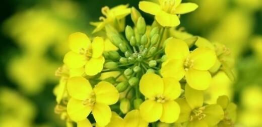 油菜花的花语和寓意（揭开油菜花背后深厚的文化内涵）