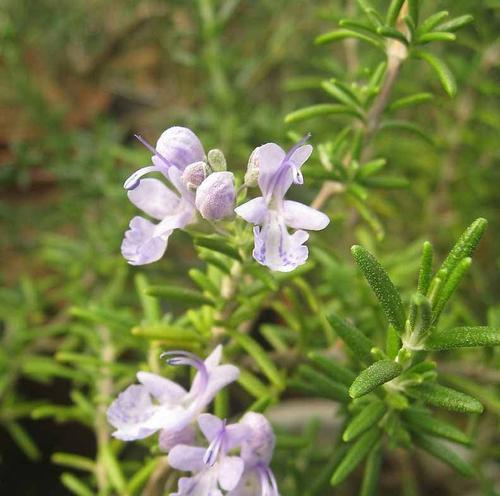 迷迭香花语的传说与含义（一朵草本之花的美丽传说）