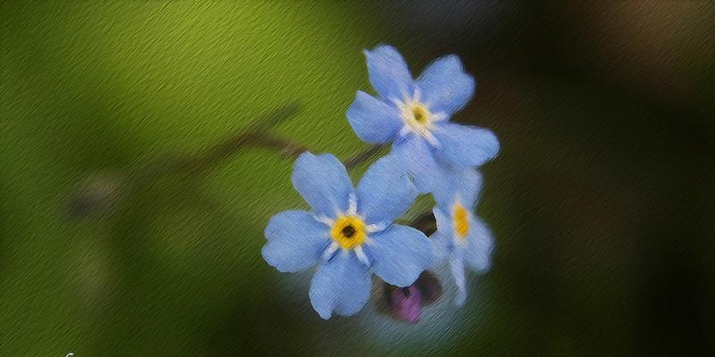 勿忘我花语（用花言著意，纪念永恒的爱情）