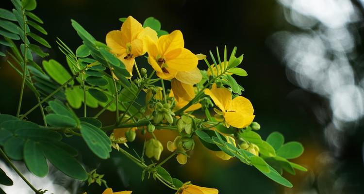 黄槐花的花语（解读黄槐花的象征意义和文化价值）