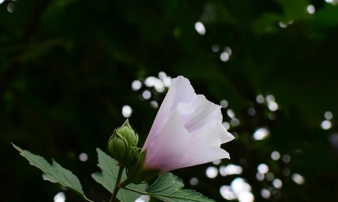 木槿花的花语（解读木槿花的美丽意义）