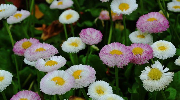 春意盎然，菊花初绽——浅谈雏菊的花语和寓意（探寻花朵的文化内涵，感受大自然的力量）