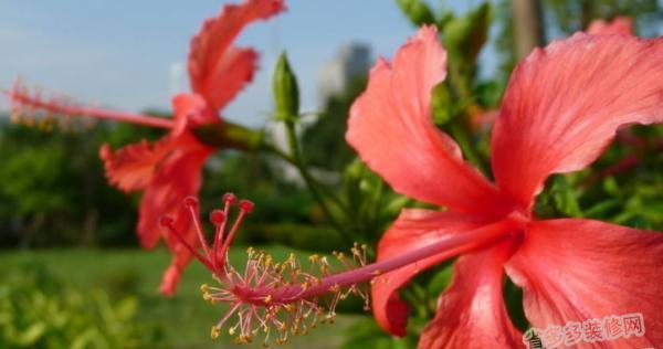 扶桑花的花语与含义（探秘扶桑花所代表的8种意义）