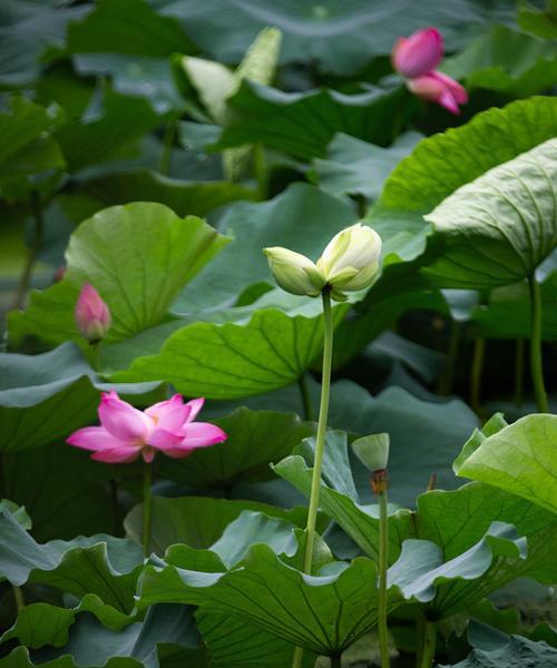 并蒂莲花语（探寻并蒂莲的传说与美好含义）