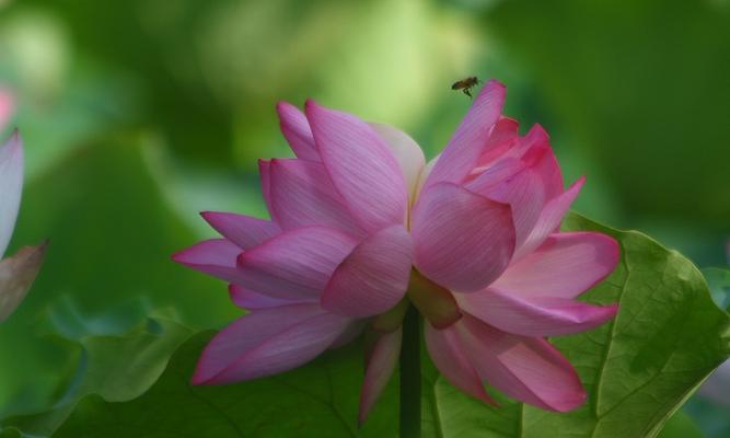 并蒂莲花语（探寻并蒂莲的传说与美好含义）