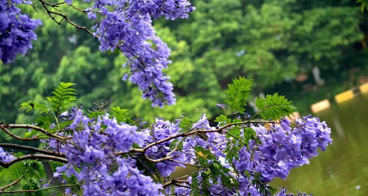 蓝花楹的花语与意义（了解蓝花楹的8个意义）