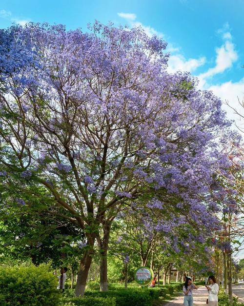 蓝花楹的花语与意义（了解蓝花楹的8个意义）