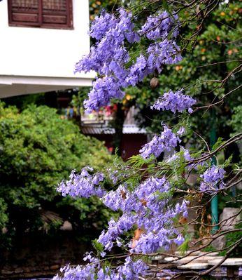 蓝花楹的花语与意义（了解蓝花楹的8个意义）