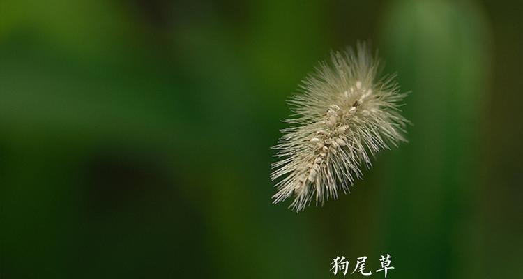 狗尾草花语——勇气和坚韧（探究狗尾草的花语意义，从中领悟人生道理）