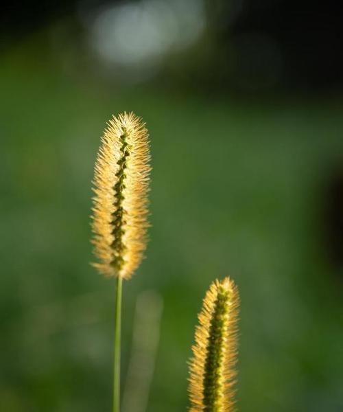 狗尾草花语——勇气和坚韧（探究狗尾草的花语意义，从中领悟人生道理）