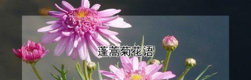 花开菊韵，寄意千秋（探索各种菊花的花语与寓意）