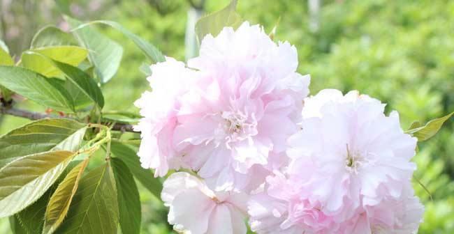 山樱花与西洋樱花的花语（探寻两种樱花的文化内涵）