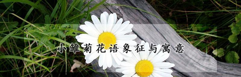 赏析和解读雏菊的多重寓意（用“希望”点亮人生的花朵——雏菊花代表意思揭秘）