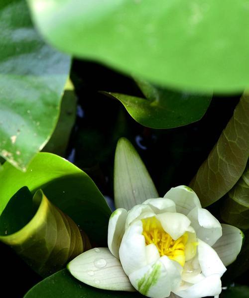 香槟睡莲的花语（探索“幸福与祝福”的真正含义）